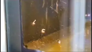 Креветка-доктор Кукенталя (Lismata kuekenthali )и Секси (Thor amboinensis Sexy Anemone Shrimp)