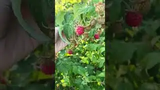 Ремонтантная (осенняя) малина неприхотливый ягодный кустарник. #сад #ландшафтныйдизайн #лесосад