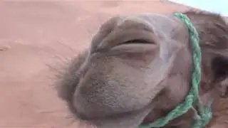 Relax Sahara from Djerba, August 2018