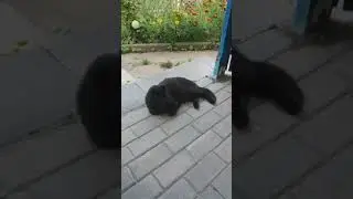 Шмяку сделала лапикюр. Ему не понравилось.