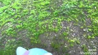 Lps:Бред:D (посмотри и поржи)