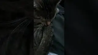 Sleepy Snoozing Link The Lap Kitty Cat #cat #kitty #cute #adorable #cutie #sleep #snoozing #lapcat