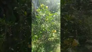 plantita