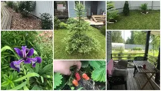 Дачный влог. Легкий завтрак. Тля. Обработка хвойных.В лес за папоротником. / Vlog of my life
