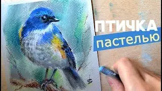 Рисую птицу сухой пастелью (спидпейнтинг)