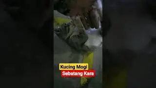 Hidup sebatang kara !!! #funny #funnyvideo #shorts