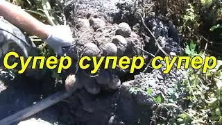 Элита или суперэлита? Какие есть категории семян