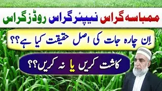 What is future of Mombasa, Napier and Rhodes Grass || Crop Reformer