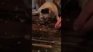 Pug loves to eat cereal