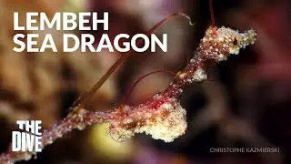 Romblon's Mysterious Lembeh Sea Dragon and other Rare Species #TheDivePH