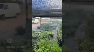 Сезон озеленения открыт