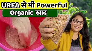 🔴MOST POWERFUL ORGANIC FERTILIZER GROUNDNUT CAKE  मूंगफली खाद MUNGFALI KHAD 