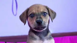 Cachorros en adopción responsable