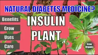 INSULIN PLANT- Herbal Remedy for Diabetes? | Costus pictus| Health Benefits | Growing | Uses |