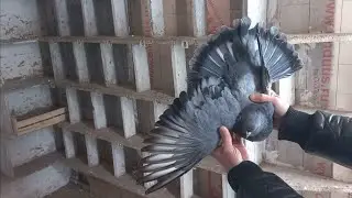 Голуби. Кучинский Юрий.