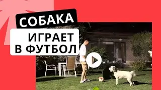 Собака играет в футбол! #собака #футбол #рекомендации #автопутешествие #кыргызстан