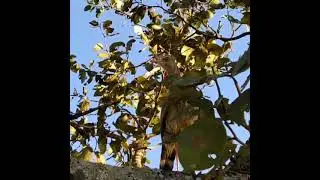 Bicho na natureza 