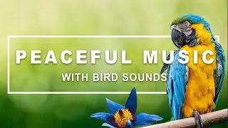 Peaceful Music with Bird Sounds - Relaxing Ambient Music for Sleep, Study & Stress Relief