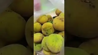 SANTOL PHILIPPINES