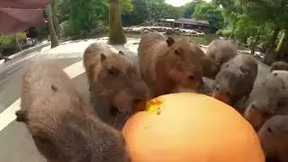 капибары едят тыкву с фиксиками