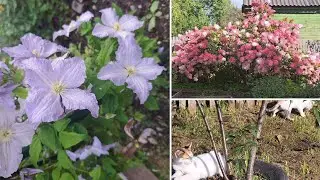 В гостях у бабушки . Видео для настроения . Цветы 💐 котята🐱
