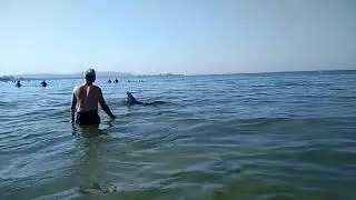 Анапа. Дельфин охотится не обращая внимания на людей.