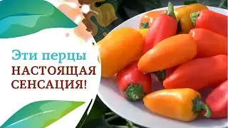 Сенсация среди перцев! Это что-то невероятное!
