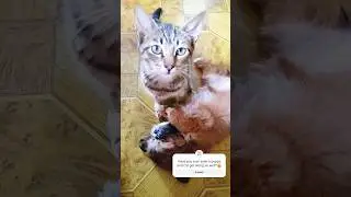 Have you ever seen a puppy and cat get along so well?🙀 