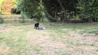 Габи и Арка плавают за палкой.