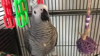 Birb bird