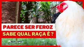 See which LAYING CHICKEN BREED PRODUCES THE MOST FREE-RANGE EGGS