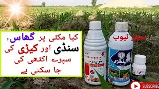 کیا گھاس والی٫ سنڈی والی اور کیری والی اسپرے مکی پر ملا کر کر سکتے ہیں  || makki per 3 sapre