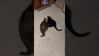 Cat fight 3 #epiccatfights #funnycatfight #fightcats