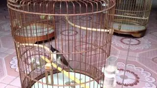 Bình Điền