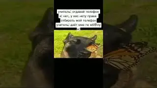 мем Собака с бабочкой на носу #мем #video #школа #жиза #собака