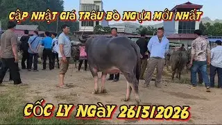 May 26, 2026: Latest market price update for buffalo, cattle, and horses at Coc Ly market session