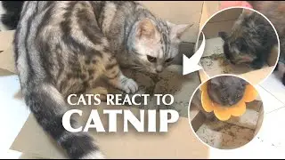 What is a Catnip | How Cats React to Catnip Stick Catnip Powder