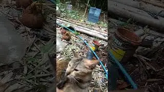 Cats are so loving 💞Brgy BayBay Angat Bulacan Philippines