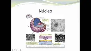 NÚCLEO