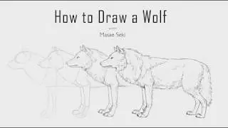 How to draw a wolf