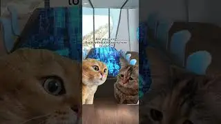 Cats have spoken #catsmemes #nocodeplatform #nocode #saas #commonninja