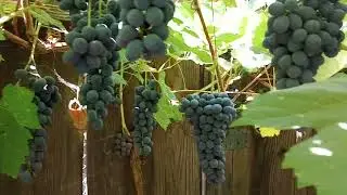 Best hot weather grape variety