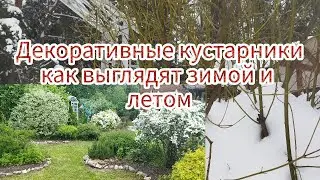 Декоративные кустарники. Как выглядят зимой и летом