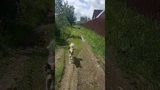 А просто летний #дождь прошёл 💦 #бордерколли #собака #bordercollie @Mila_PopDog