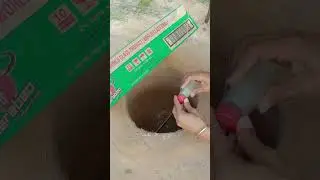 Very Easy Pigeon Trap Using Paper Box #shorts #birds #pigeon