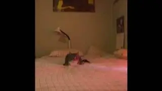 pickle has a spasm