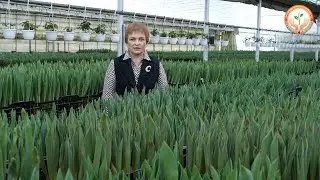 Готовимся к 8 марта! Тюльпаны.