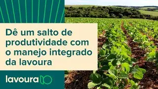 Manejo integrado da lavoura: como ele pode impulsionar sua produtividade