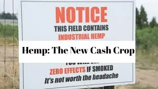 CBD Boom Boosts Hemp Farming . . . . .Hemp Harvesting For CBD