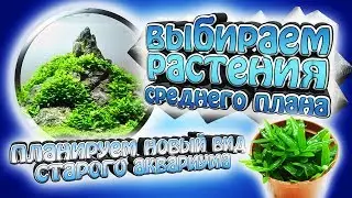 Выбираем лучшее растение среднего плана! - Новый вид старого акваруима